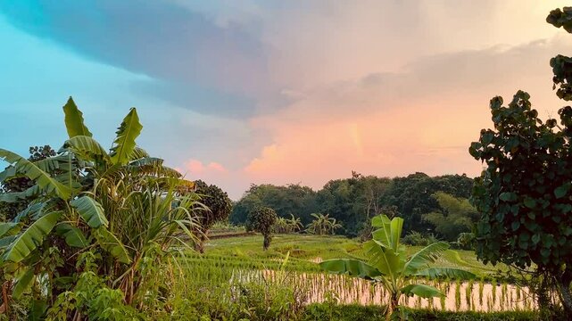 Green rice fields after the rain breathe freshness against the background of glowing clouds in the rays of the setting sun. Rainbow through the clouds in the sky. Birds fly over the fields