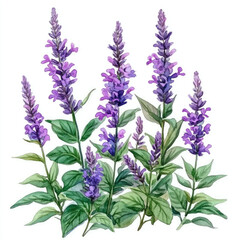 Obraz premium Watercolor Lovely Purple Salvia Garden Illustration