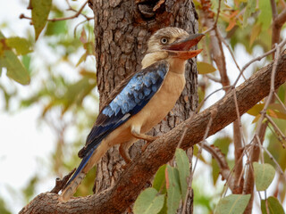 Blue-winged Kookaburra (Dacelo leachii) in Australia