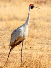 Brolga Crane (Grus rubicunda) in Australia