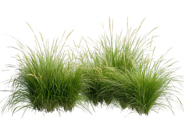 Reed grass isolated on white background