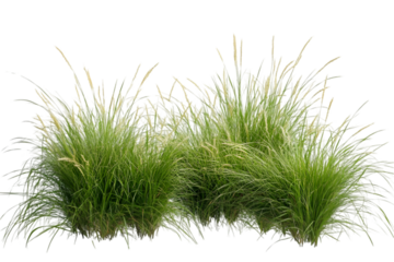 Reed grass isolated on white background