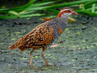 Buff-banded Rail (Gallirallus philippensis) in Australia