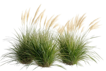 Reed grass isolated on white background