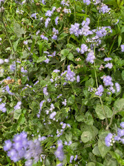 purple bandotan flowering plant