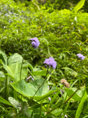purple bandotan flowering plant