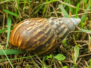 Close-up image of a brown snail shell resting on grass.