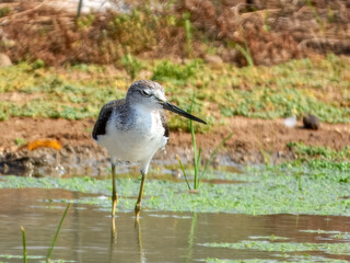 Common Greenshank (Tringa nebularia)	 in Australia