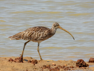 Far Eastern Curlew (Numenius madagascariensis) in Australia 