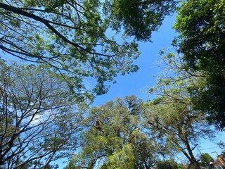 trees in the sky