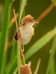 Golden-headed Cisticola (Cisticola exilis) in Australia
