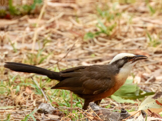 Grey-crowned Babbler (Pomatostomus temporalis) in Australia
