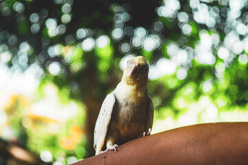 mutations Nymphicus hollandicus are sexlinked and the male and female chicks are easily...