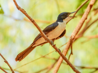 Paperbark Flycatcher (Myiagra nana) in Australia
