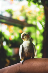 degree than many other avian species.  Cockatiel Nymphicus is only evident after the first...