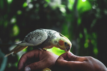 degree than many other avian species.  Cockatiel Nymphicus is only evident after the first...