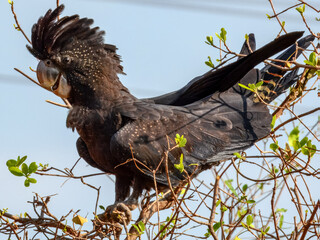 Red-tailed Black Cockatoo (Calyptorhynchus banksii) in Australia