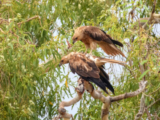 Whistling Kite (Haliastur sphenurus) in Australia