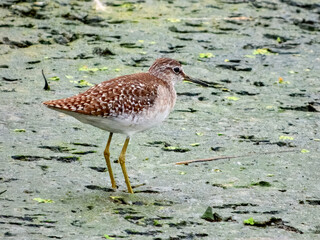 Wood Sandpiper (Tringa glareola) in Australia
