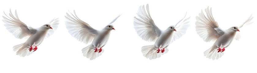 Fototapeta premium Four white doves flying with wings spread wide isolated on a transparent background.