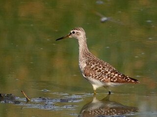 Wood Sandpiper (Tringa glareola) in Australia