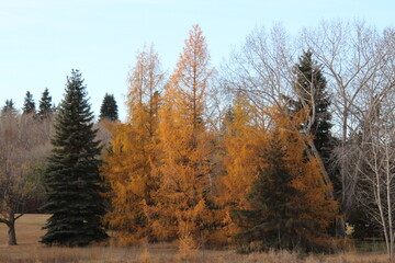 autumn in the forest