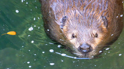 otter in the water