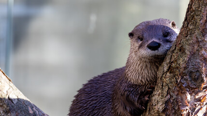 river otter