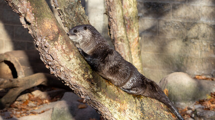otter on a tree