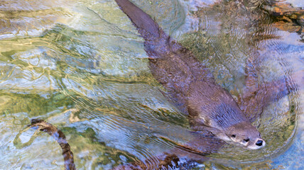 otter in the water