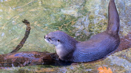 otter in the water