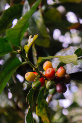 Fruits of a coffee plant grown in the rainforest, displaying a range of colors from deep green to bright red, optimal ripeness. Organic coffee cultivation in the Amazon region of Peru.