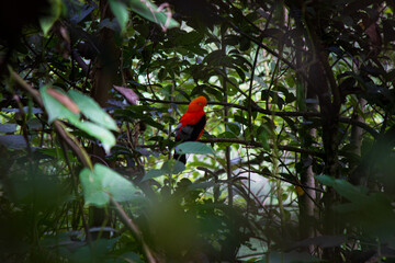 A male Andean cock-of-the-rock, the national bird of Peru, perches on a branch in a lush tropical forest. Its plumage is bright orange and contrasts with the green foliage.