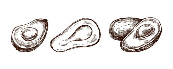 Hand-drawn avocado sketches set. Vintage drawing of ripe avocados. Vector black ink outline food illustration. Mexican food, cuisine, Latin America. Illustration for the menu.