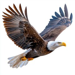 Obraz premium A photostock of an American bald eagle, isolated on white background, High Quality