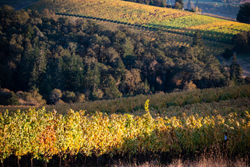 Autumn gold saturates vineyard rows in Oregon as fall light crisps up the views and grapevines flow over hills.