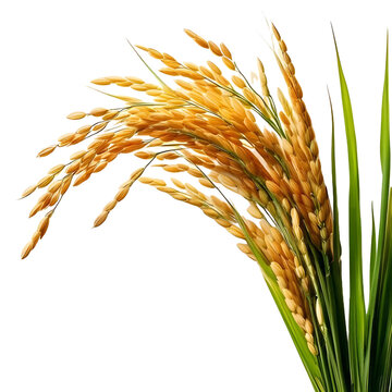 ears of rice with transparent background