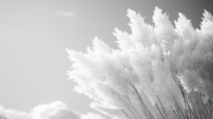 Black and white background with soft cloud-like textures, creating a dreamy and ethereal look