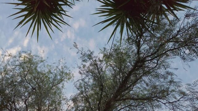 Upwards slowly turning view of a pepper tree and a large yucca against a blue sky.