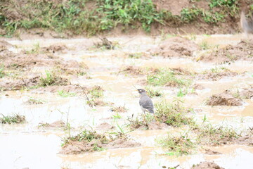 Indian Myna Birds in water filled field. It is searching for food in water filled mud. Its other names are Common myna and mynah. This is a bird of the starling family Sturnidae.