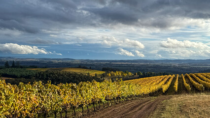 Lines of Golden October Vines in Oregon