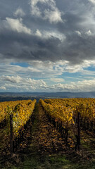 Fototapeta premium Lines of Golden October Vines in Oregon