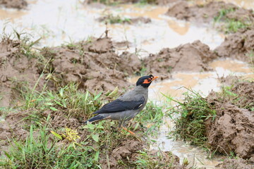 Indian Myna Birds in water filled field. It is searching for food in water filled mud. Its other names are Common myna and mynah. This is a bird of the starling family Sturnidae.