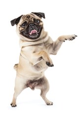 Obraz premium Happy smiling dancing pug animal canine mammal.