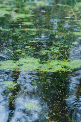 green algae on rippled water
