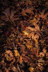Autumn leaves
