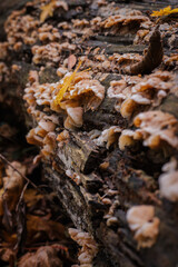Fungus (Phlebia tremellosa)