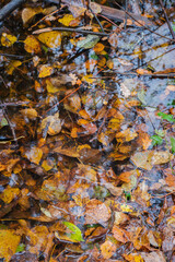 Autumn leaves in a puddle