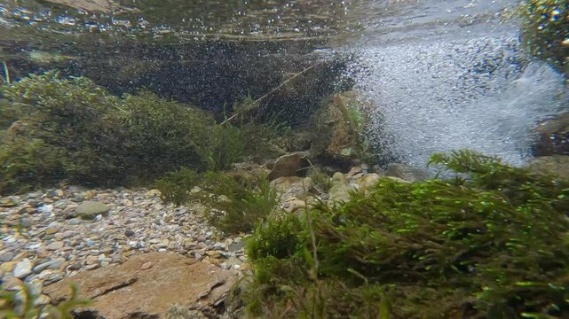 Brown trout  trota (Salmo trutta)