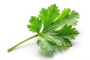 Obraz premium Fresh Garden Parsley Herb Leaf Isolated on White Background Perfect for Culinary Use, Garnishing, or Healthy Recipes, Capturing the Vibrant Green Color and Texture of Coriander Leaves
